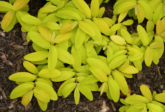 Brigadoon St. John's Wort
