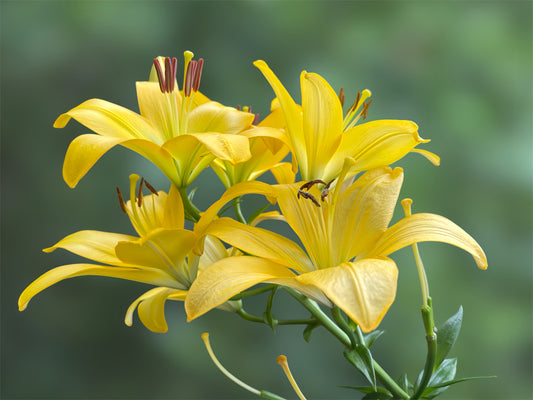 Golden Matrix Asiatic Lily