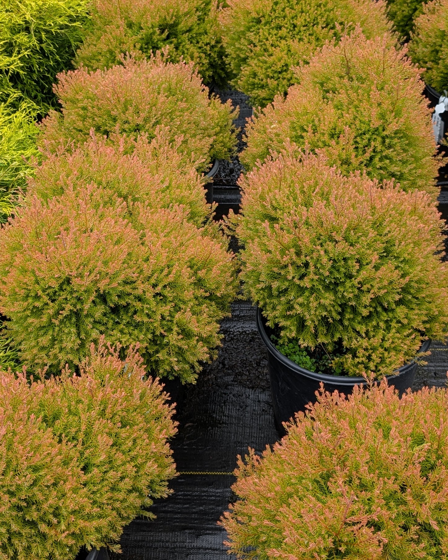 Fire Chief™ Globe Cedar
