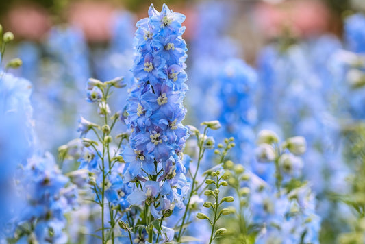 Guinevere Pacific Delphinium