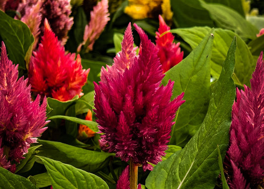Century Rose Celosia