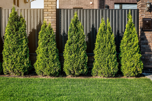 Emerald Cedar