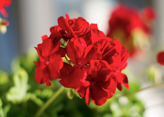 Geranium Red