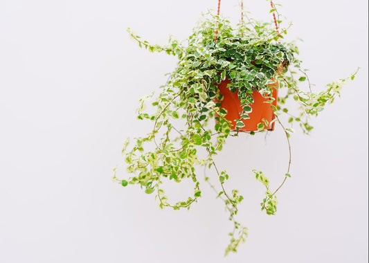 Variegated Creeping Fig HB