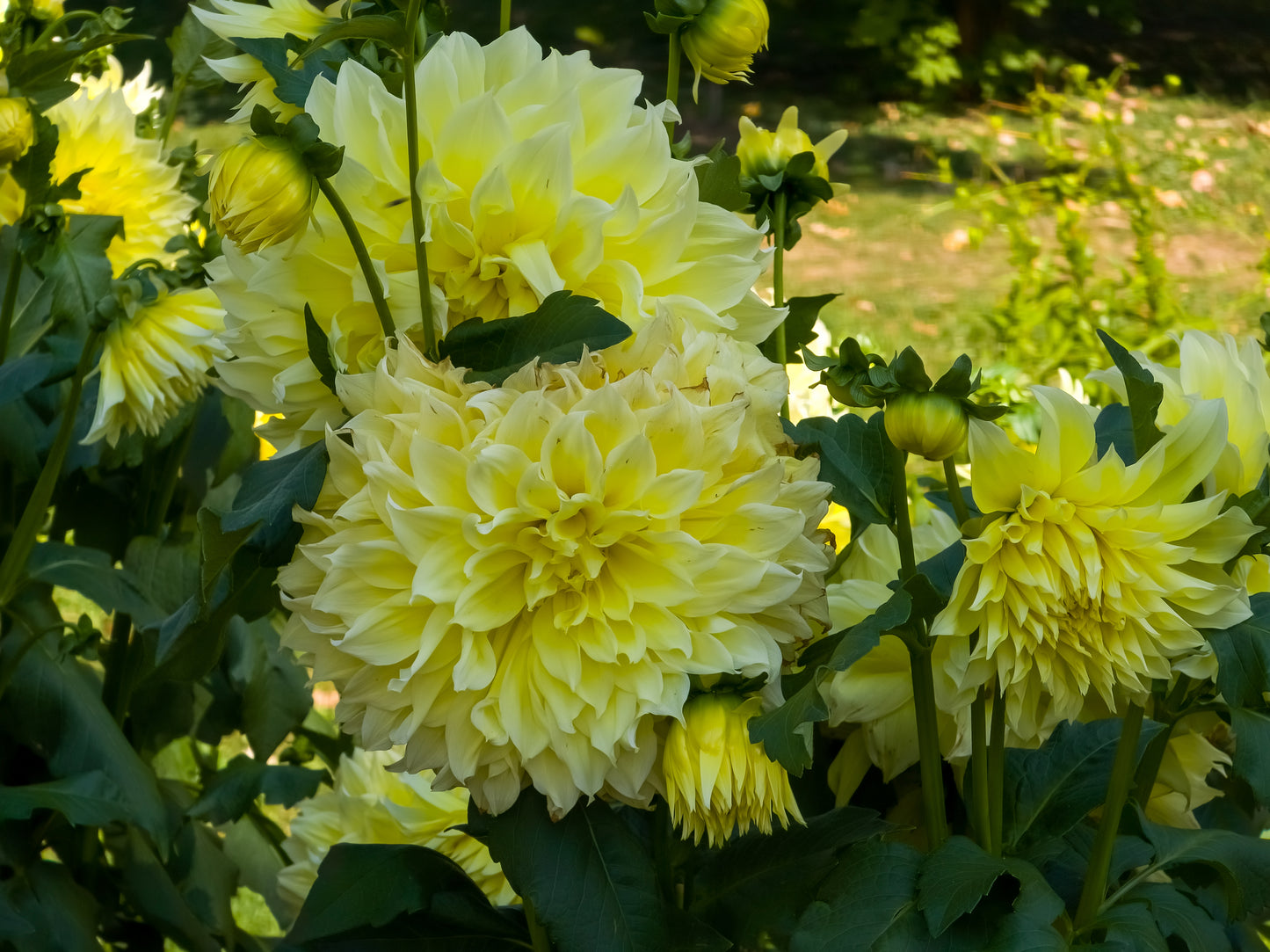 Dinner Plate Kelvin Floodlight Dahlia