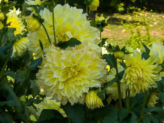Dinner Plate Kelvin Floodlight Dahlia
