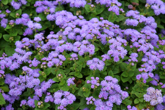 Blue Ageratum