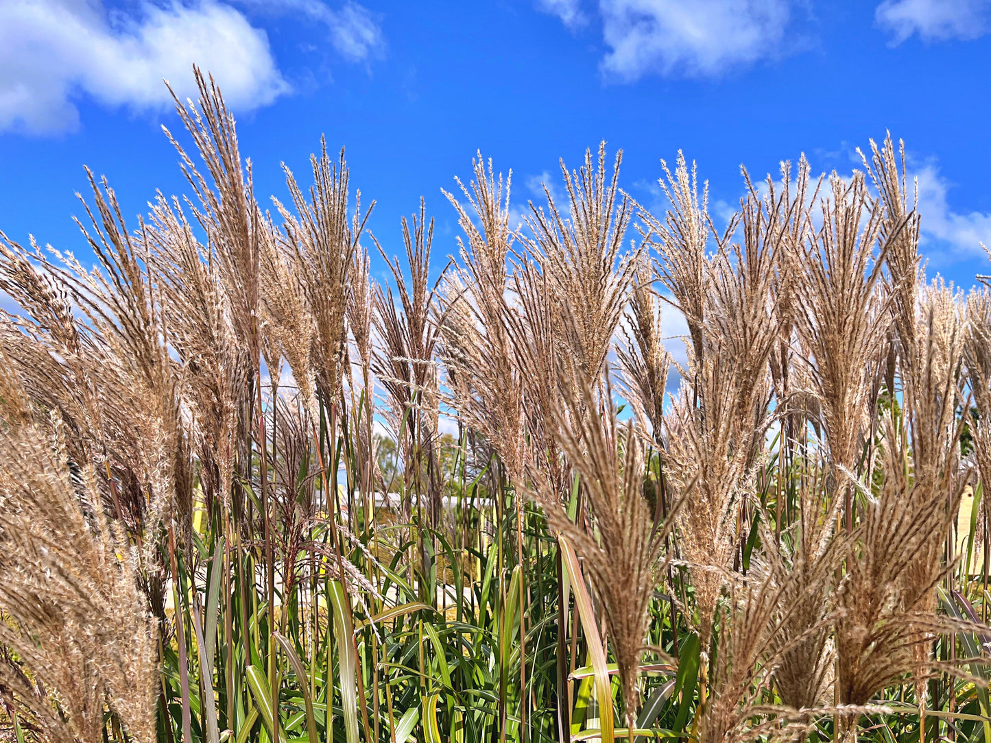 Giant Chinese Silver Grass