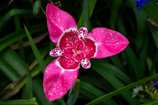 Mixed Pavonia Tigridia
