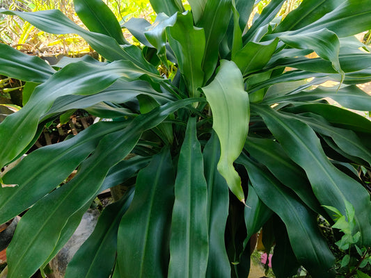 Janet Craig Dracaena