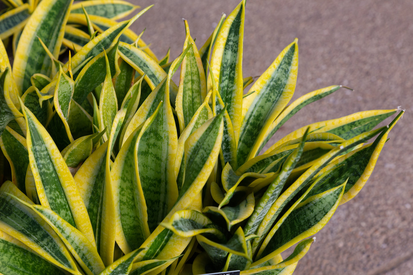 Variegated Snake Plant