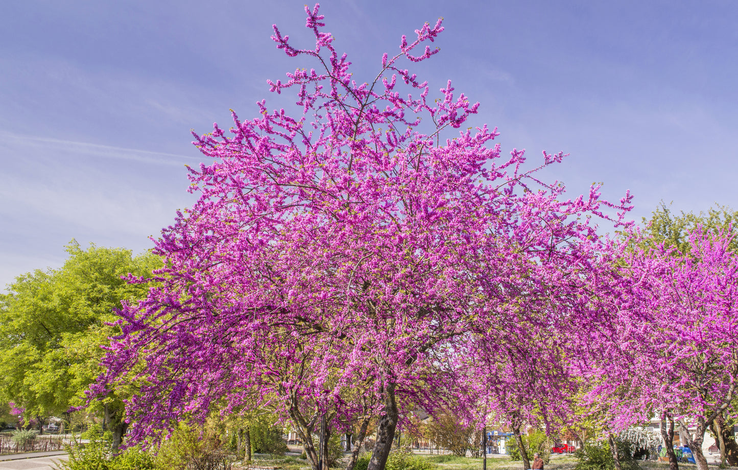 Canadian Beauties - Eastern Redbud