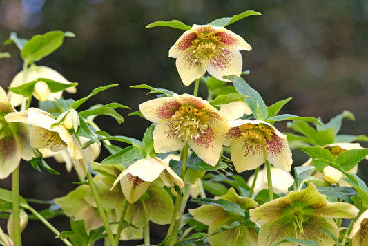 Golden Sunrise Lenten Rose