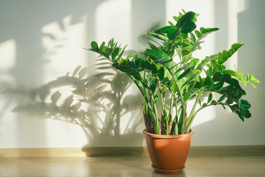 ZZ Plant