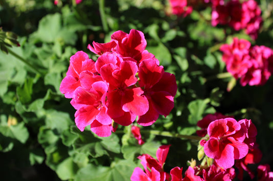Geranium Pink Hot