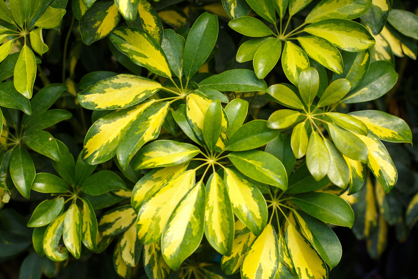 Braided Dwarf Umbrella Tree