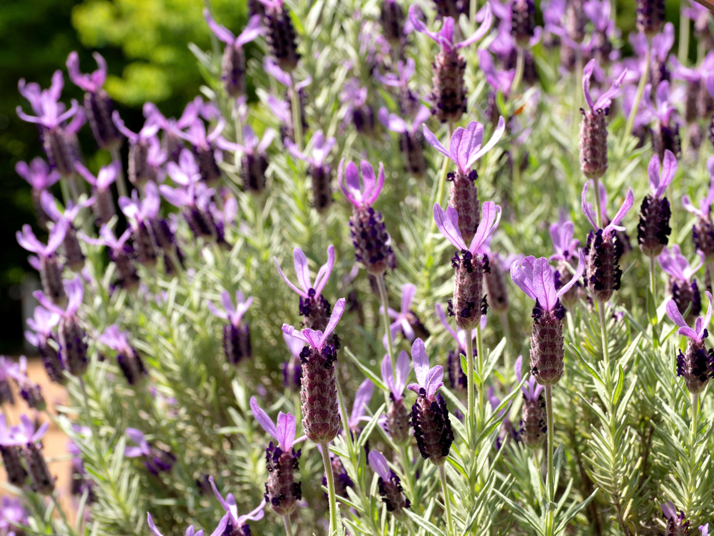 Kew Red Lavender