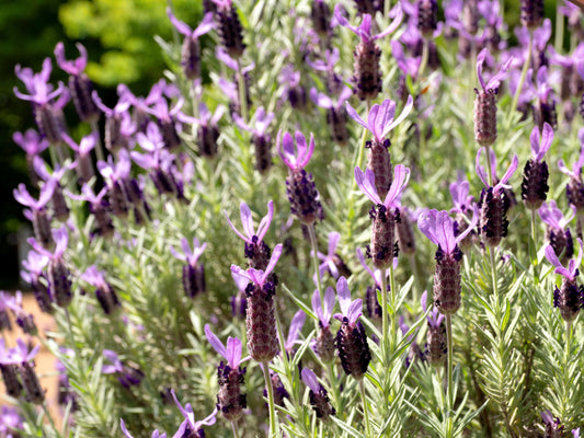 Kew Red Lavender