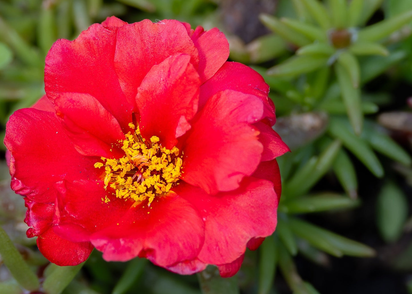 Flower Carpet Scarlet Rose