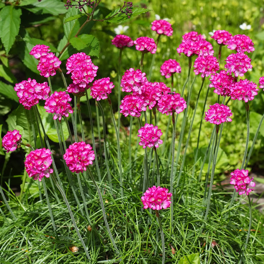 Deep Rose Morning Star Thrift