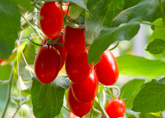 Roma Paste Tomatoes