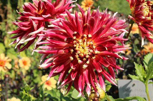 Decorative Akita Dahlia