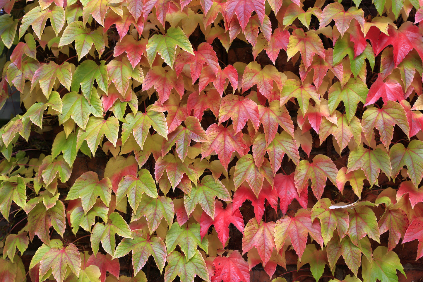 Parthenocissus tri.'Veitchii'