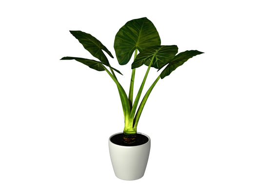 Alocasia Odora