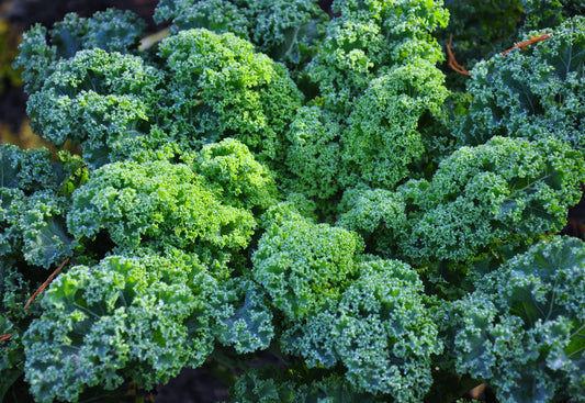 Vates Blue Curled Kale