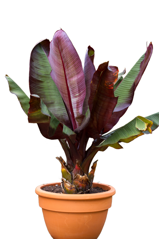 Banana Ensete