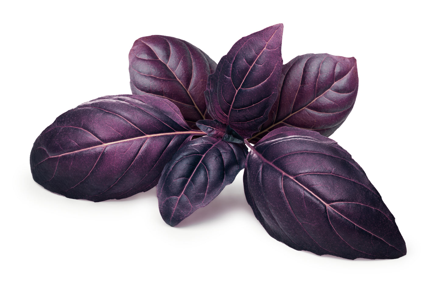 Purple Basil