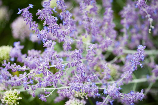 Rose Queen Salvia