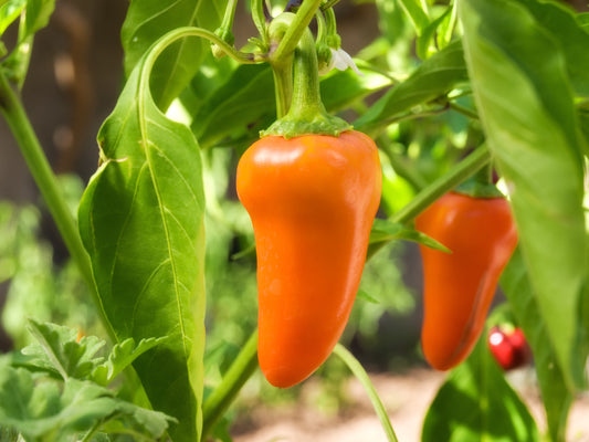 Orange Snacking Pepper