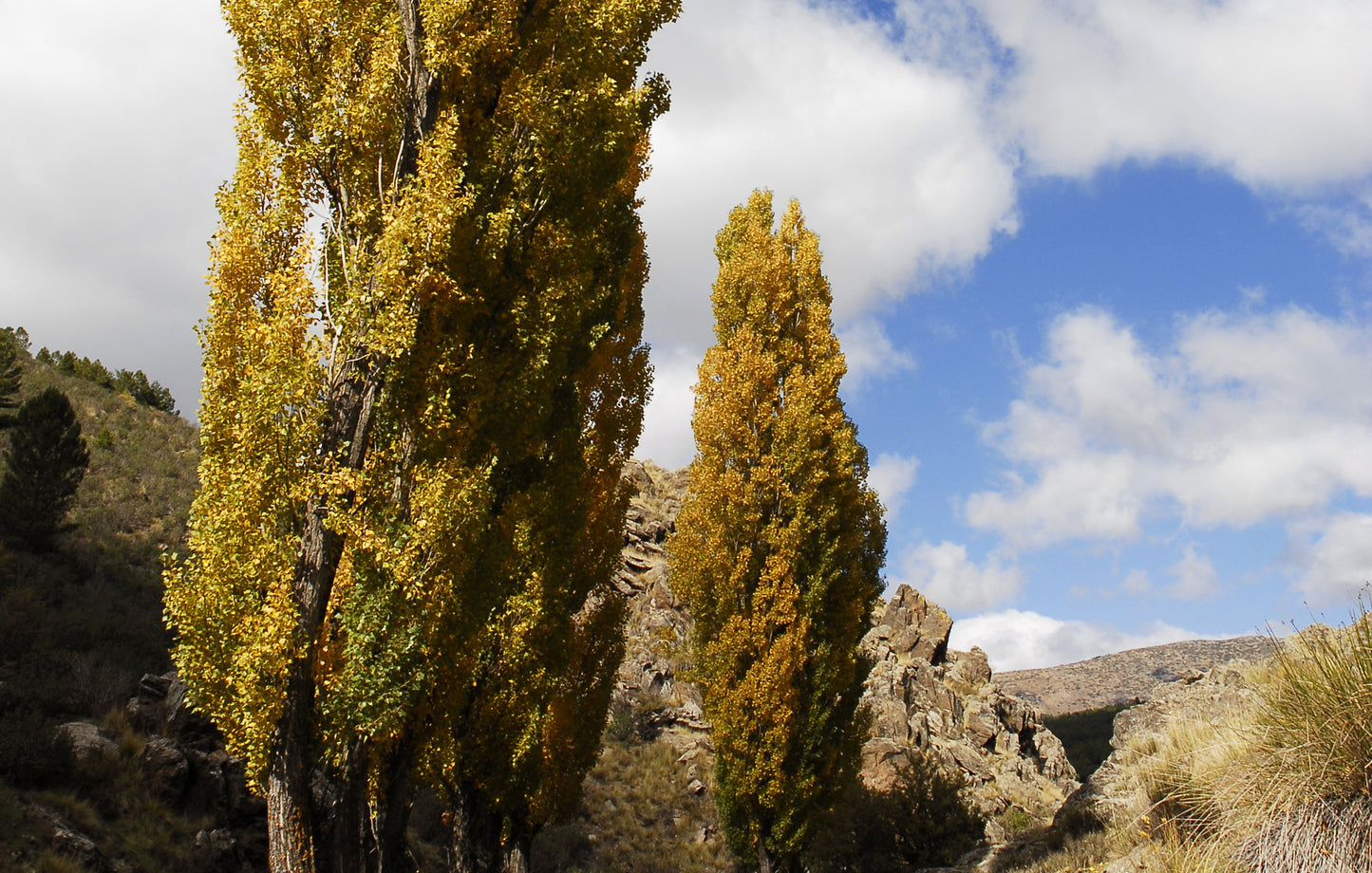 Canadian Beauties - Trembling Aspen