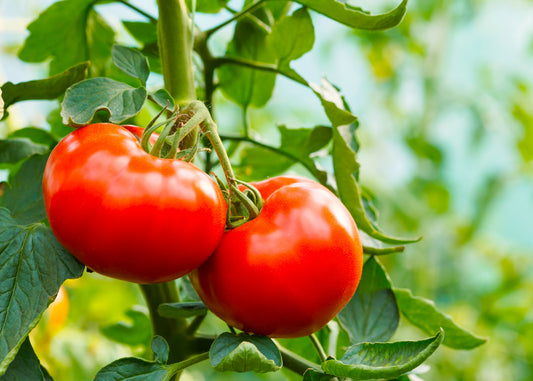 Early Girl Tomatoes
