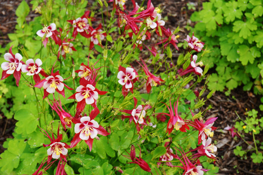 Red Hobbit Dwarf Columbine