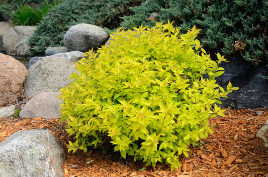 Spiraea 'Goldmound'