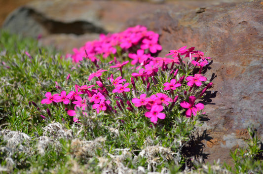 Cracker Jack Phlox