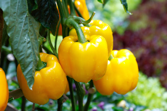 Yellow Bell Pepper