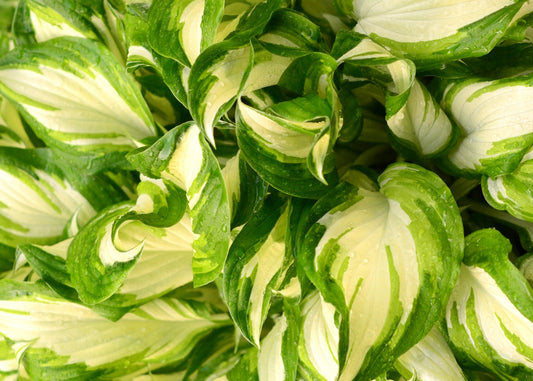 Allegan Fog Hosta