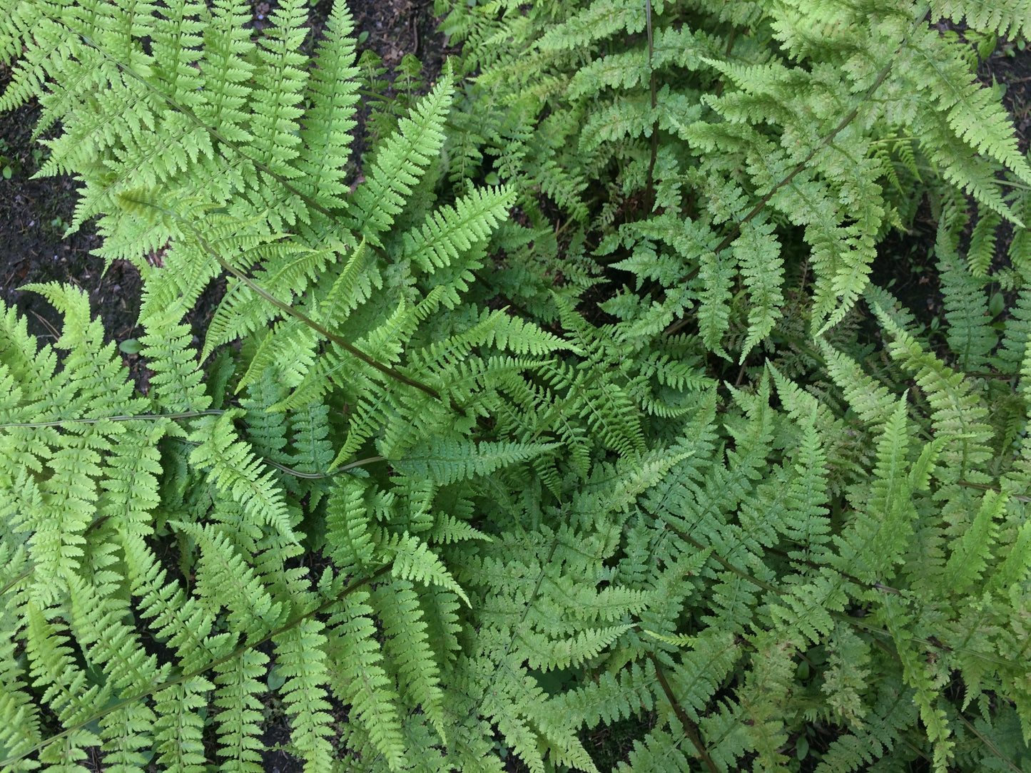 Tassel Fern