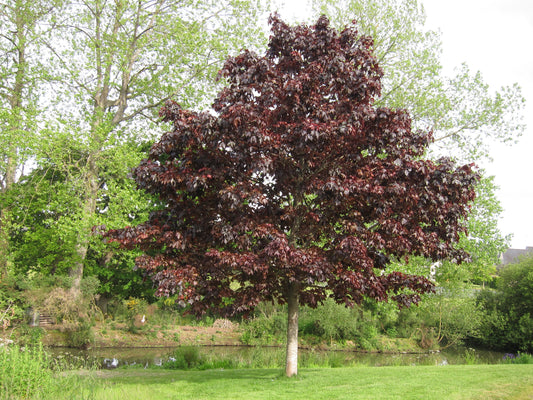 Royal Red Norway Maple