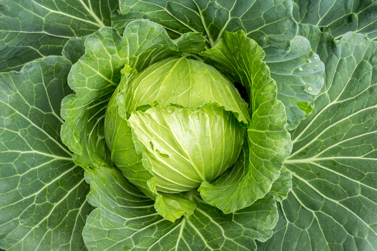 Cabbage 'Golden Acre'