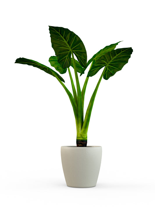 Alocasia Calidora