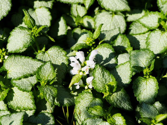 White Nancy Spotted Nettle