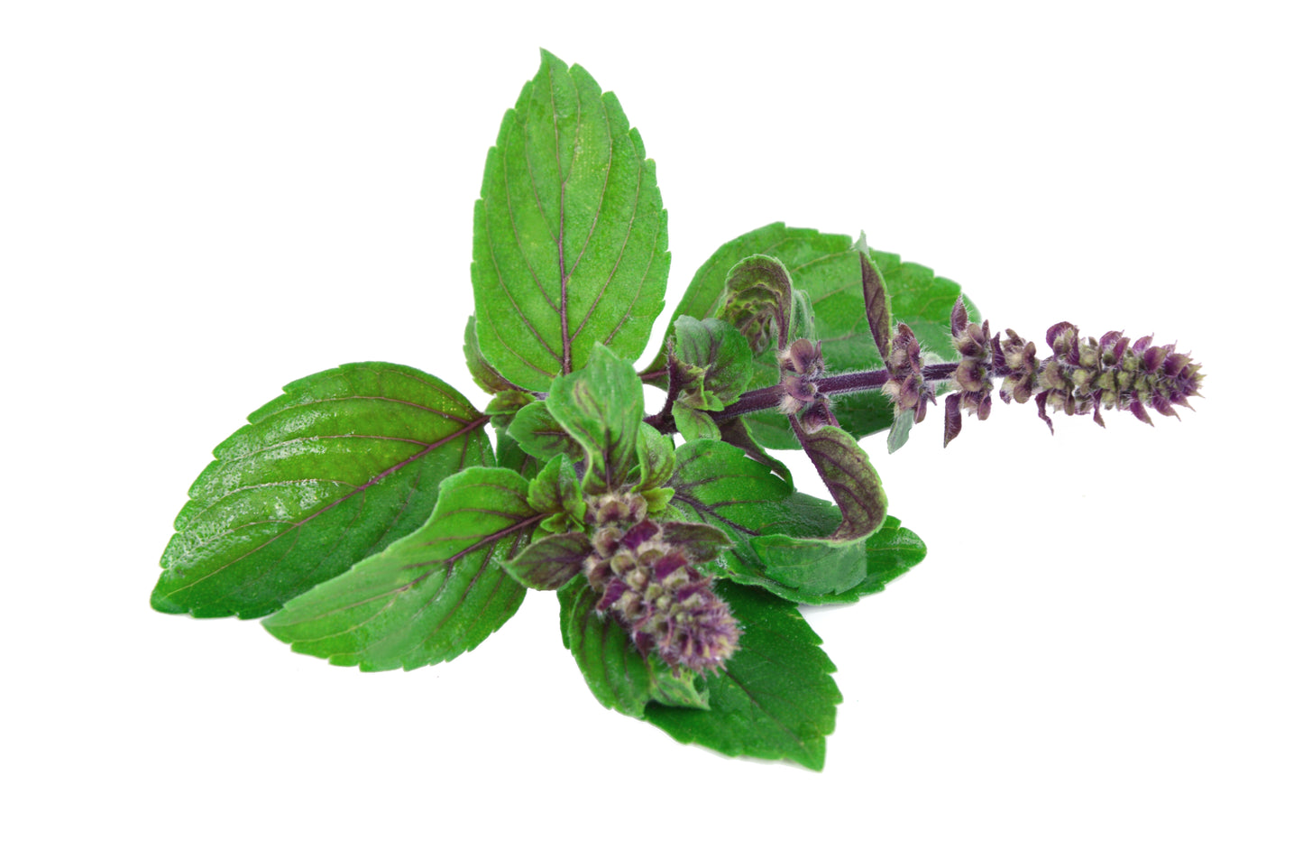 Thai Basil