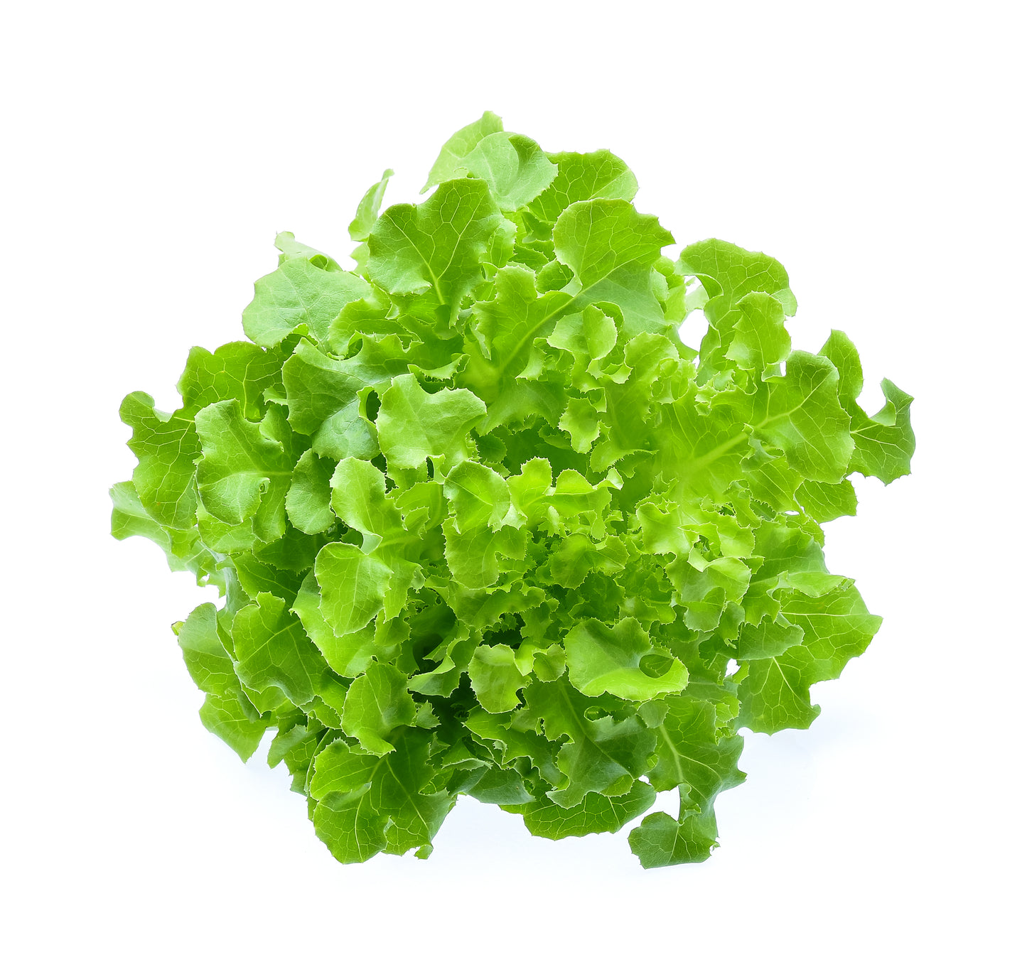 Mixed Lettuce Bowl