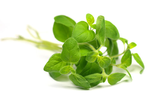 Greek Oregano