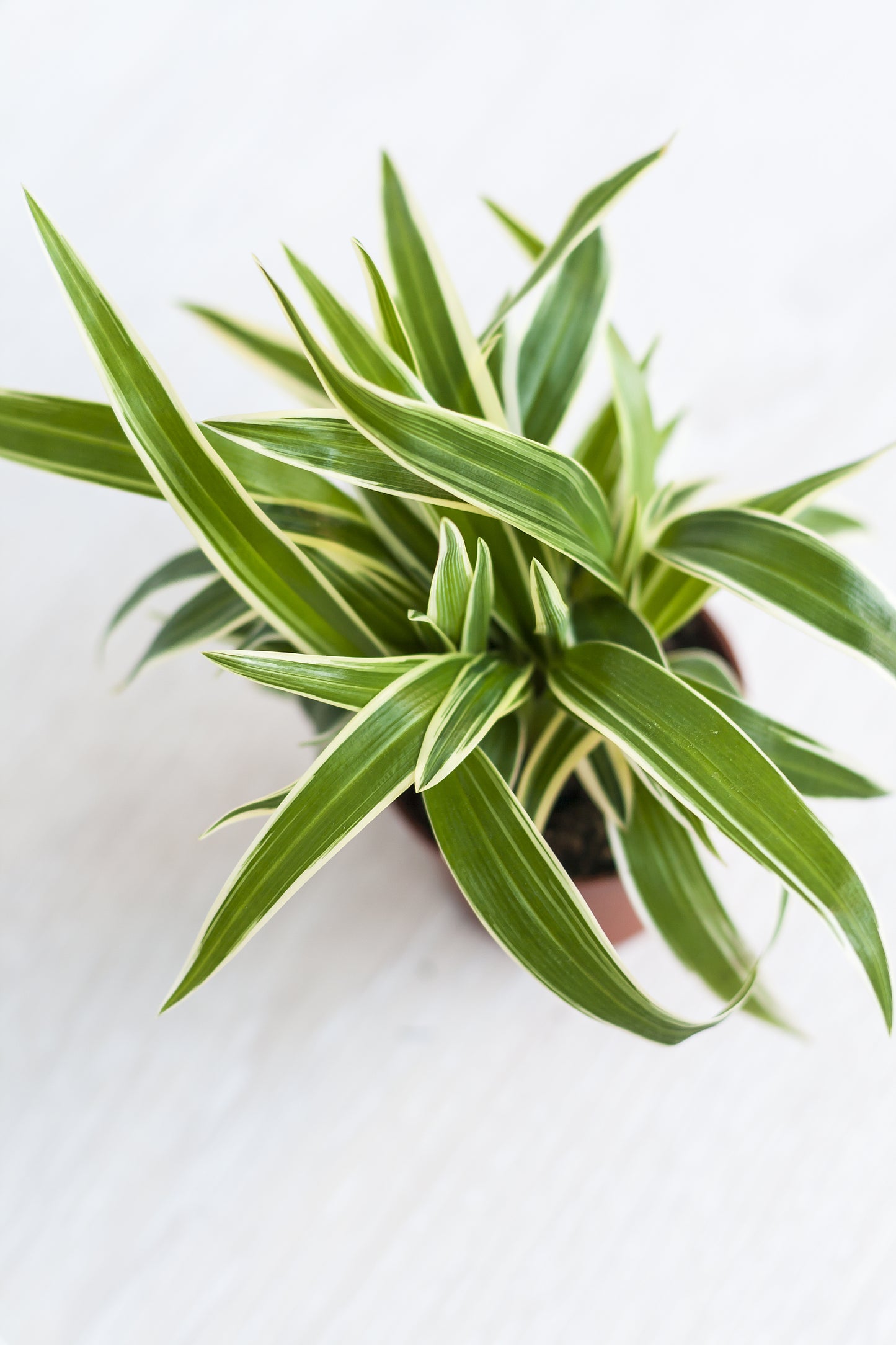 Dracaena