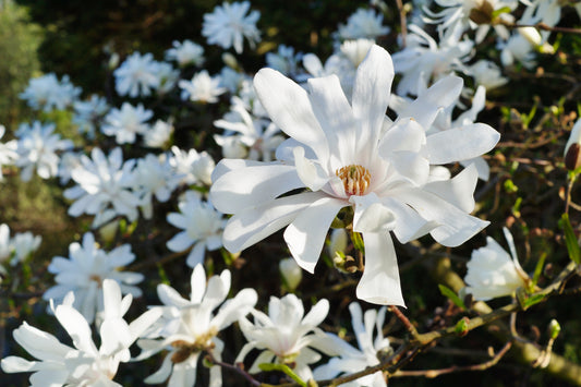 Royal Star Magnolia Shrub Form